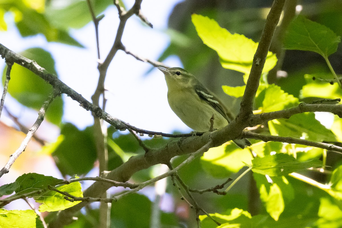 Cerulean Warbler - ML642452200