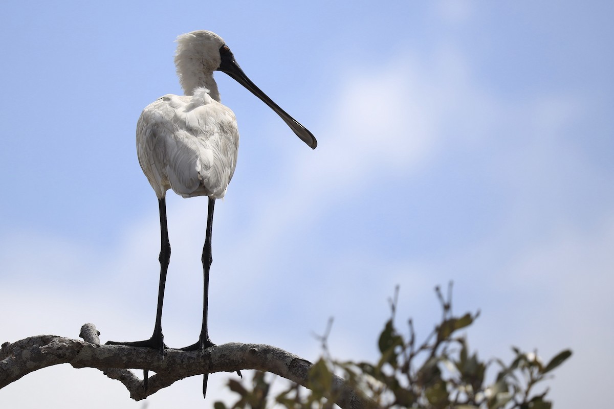 Royal Spoonbill - ML642452202