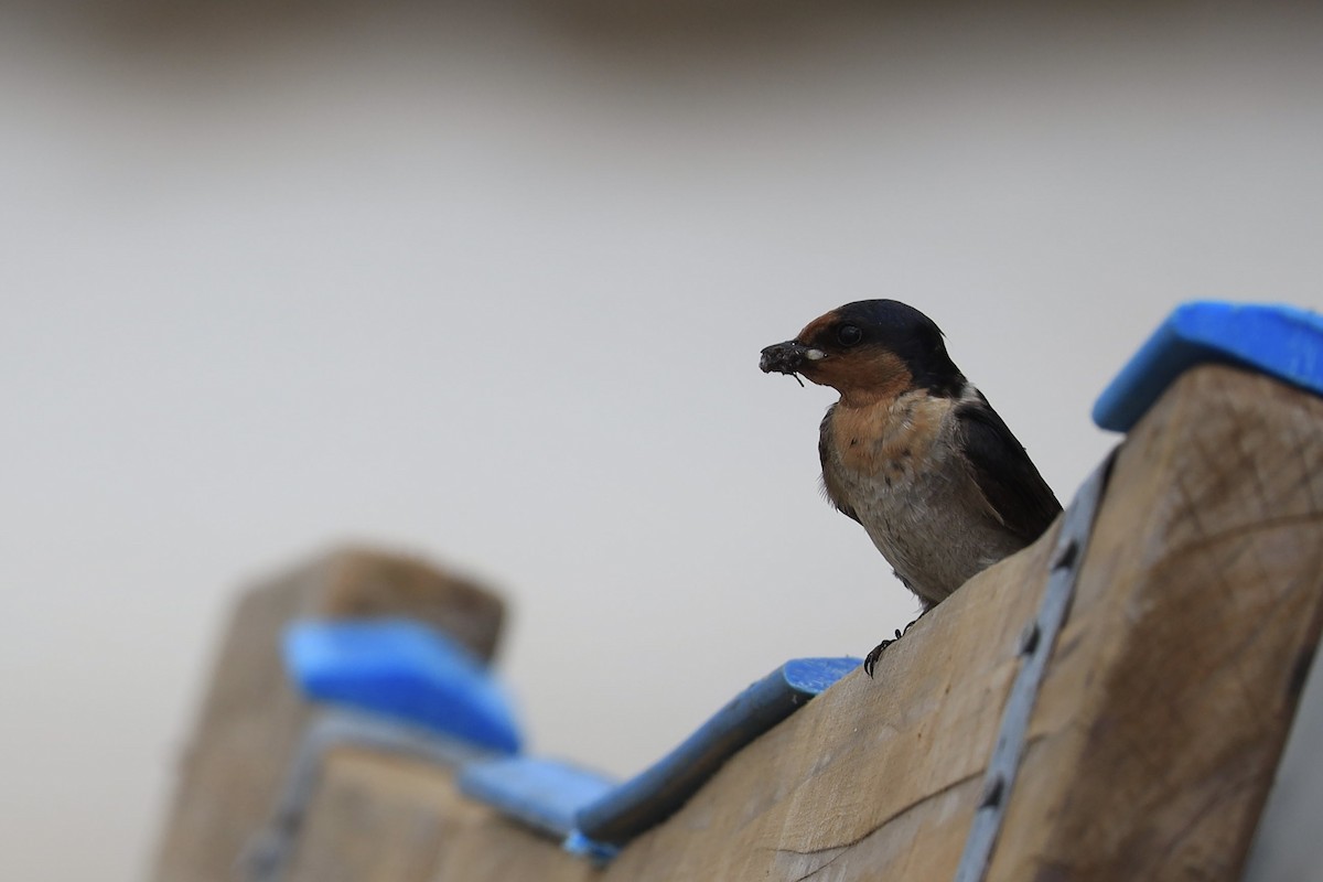 Welcome Swallow - ML642452211