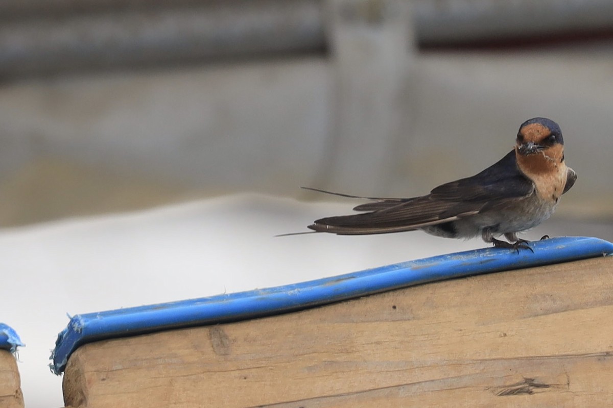 Welcome Swallow - ML642452212