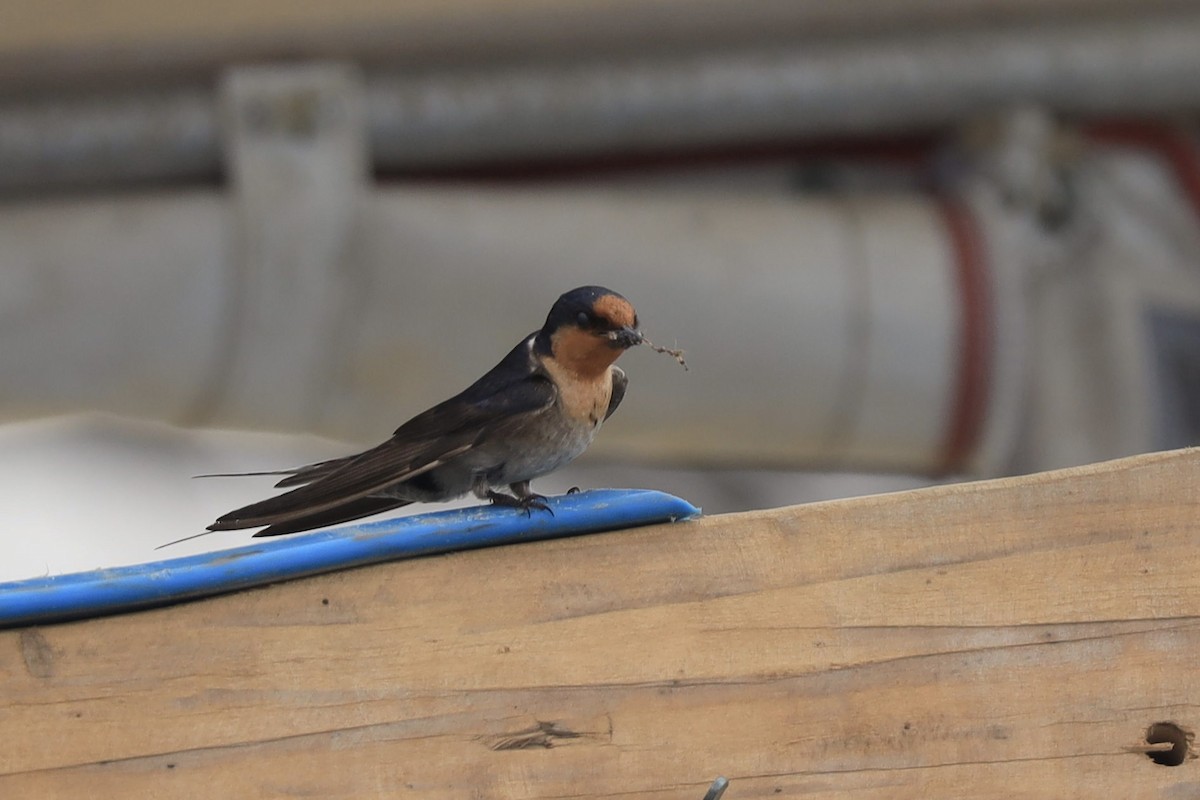 Welcome Swallow - ML642452213