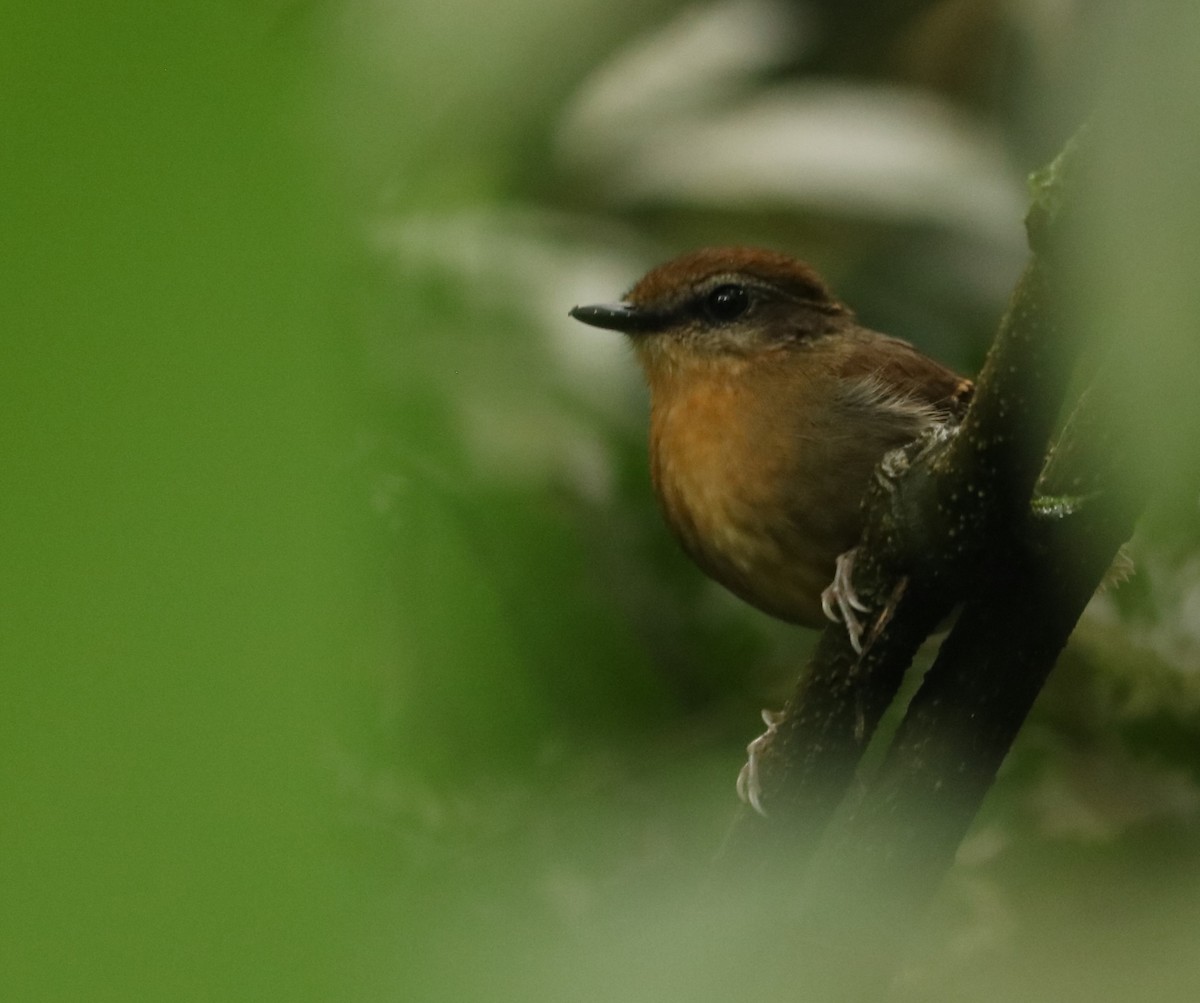 Black-cheeked Gnateater - ML642452219