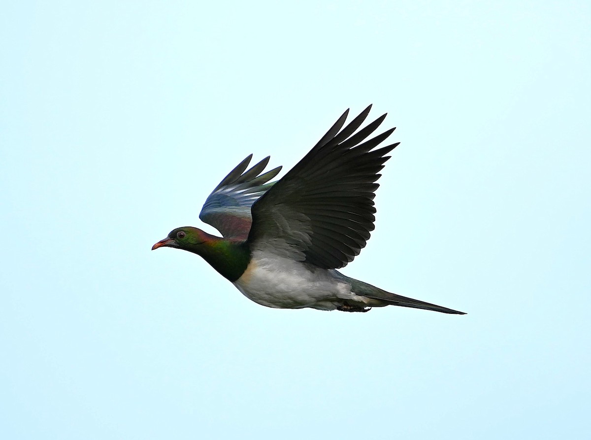 New Zealand Pigeon - ML642452233
