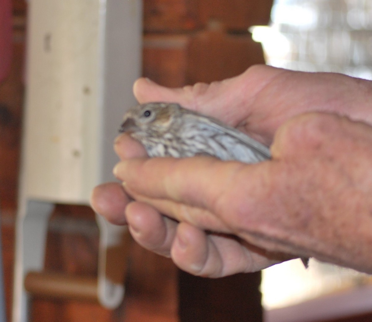 Cassin's Finch - ML642452244