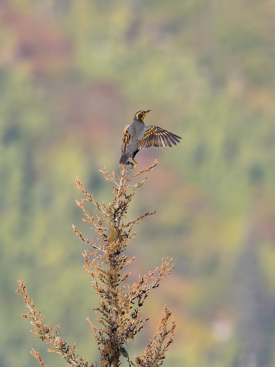 Varied Thrush - ML642452248