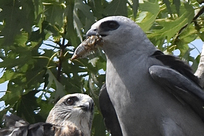 Plains Cicada - ML642452256