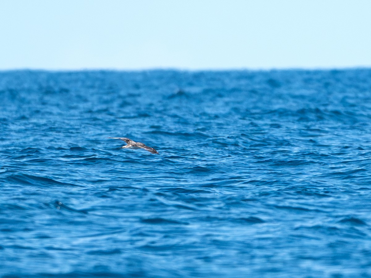 Cory's/Scopoli's Shearwater - ML642452267