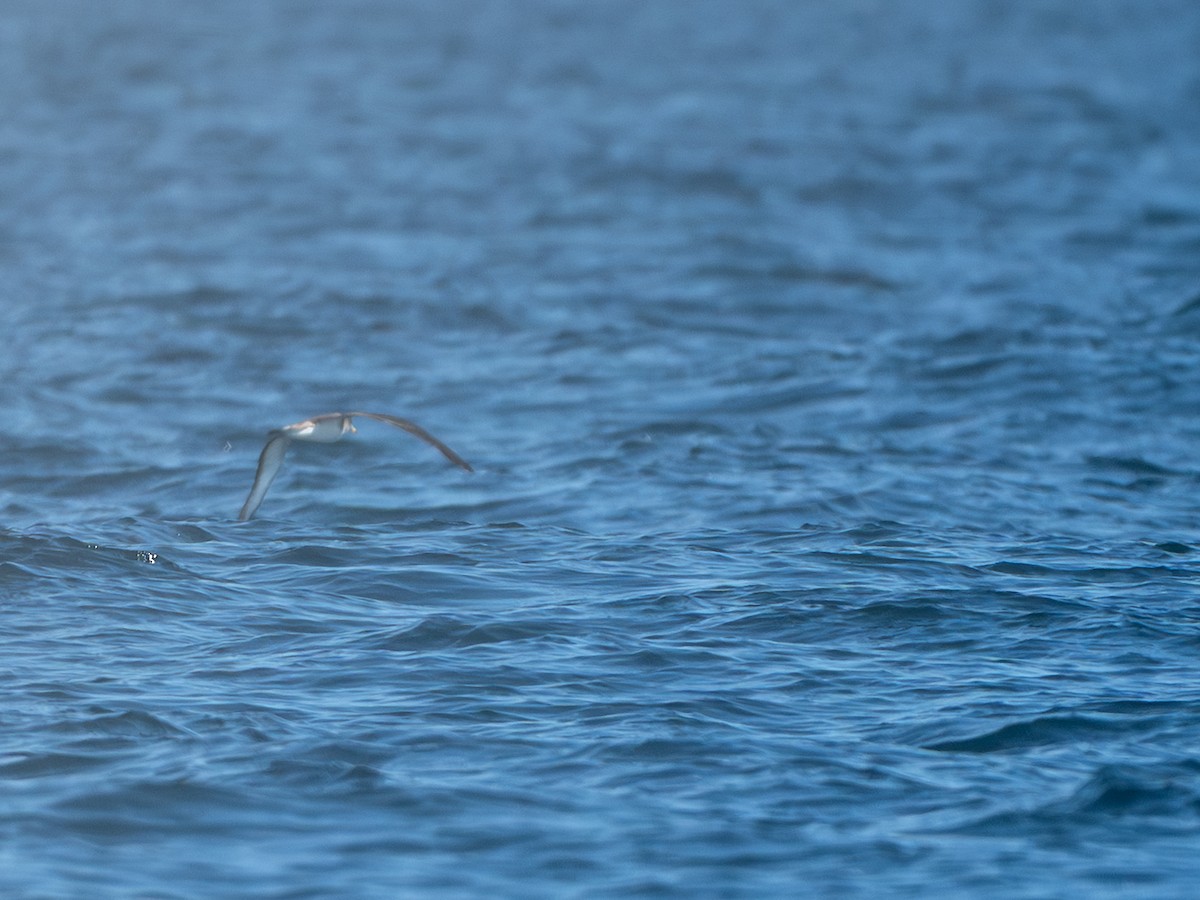 Cory's/Scopoli's Shearwater - ML642452268
