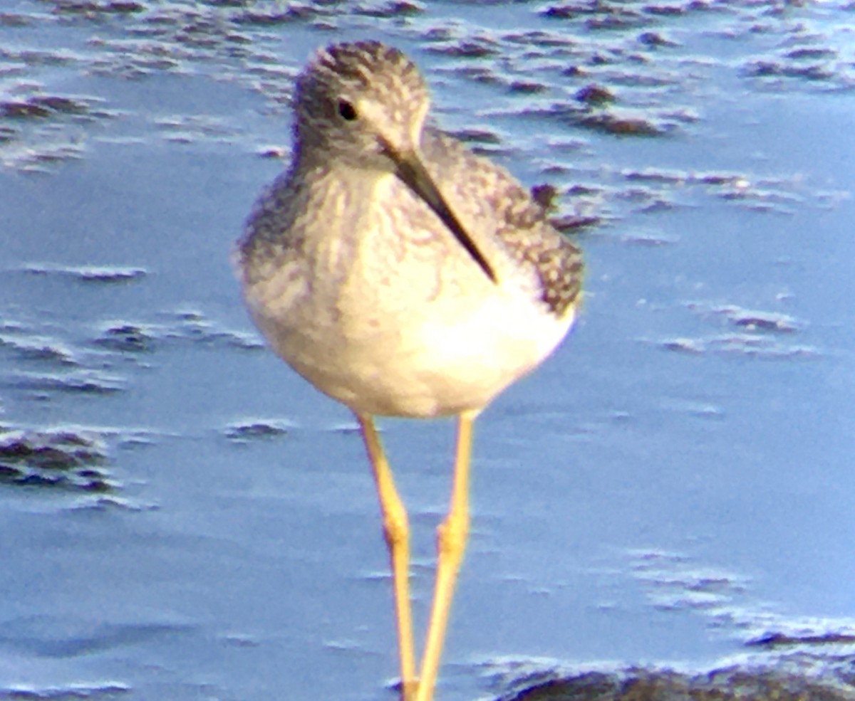 plystresnipe - ML642452271