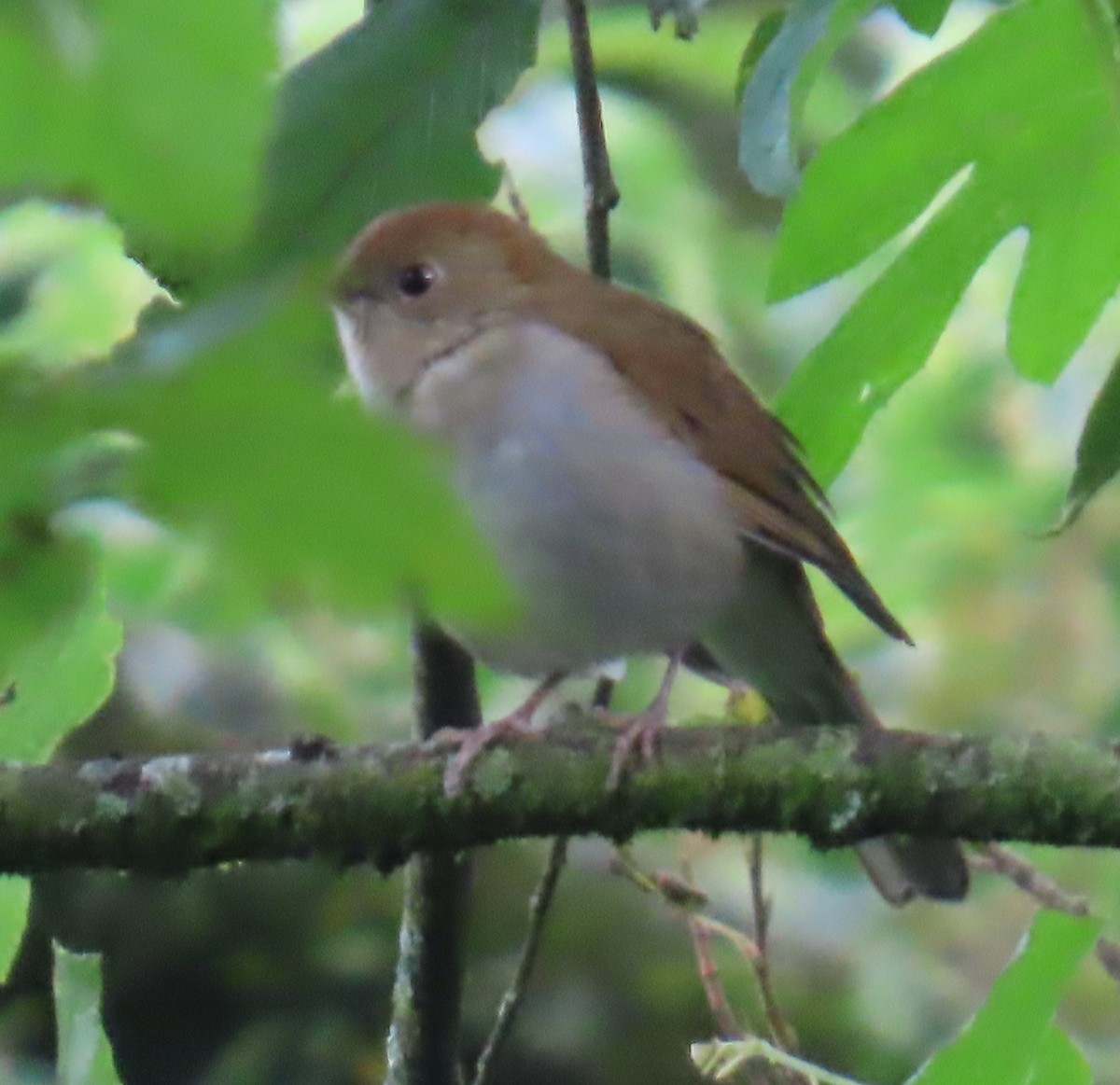 Russet Nightingale-Thrush - ML642452295