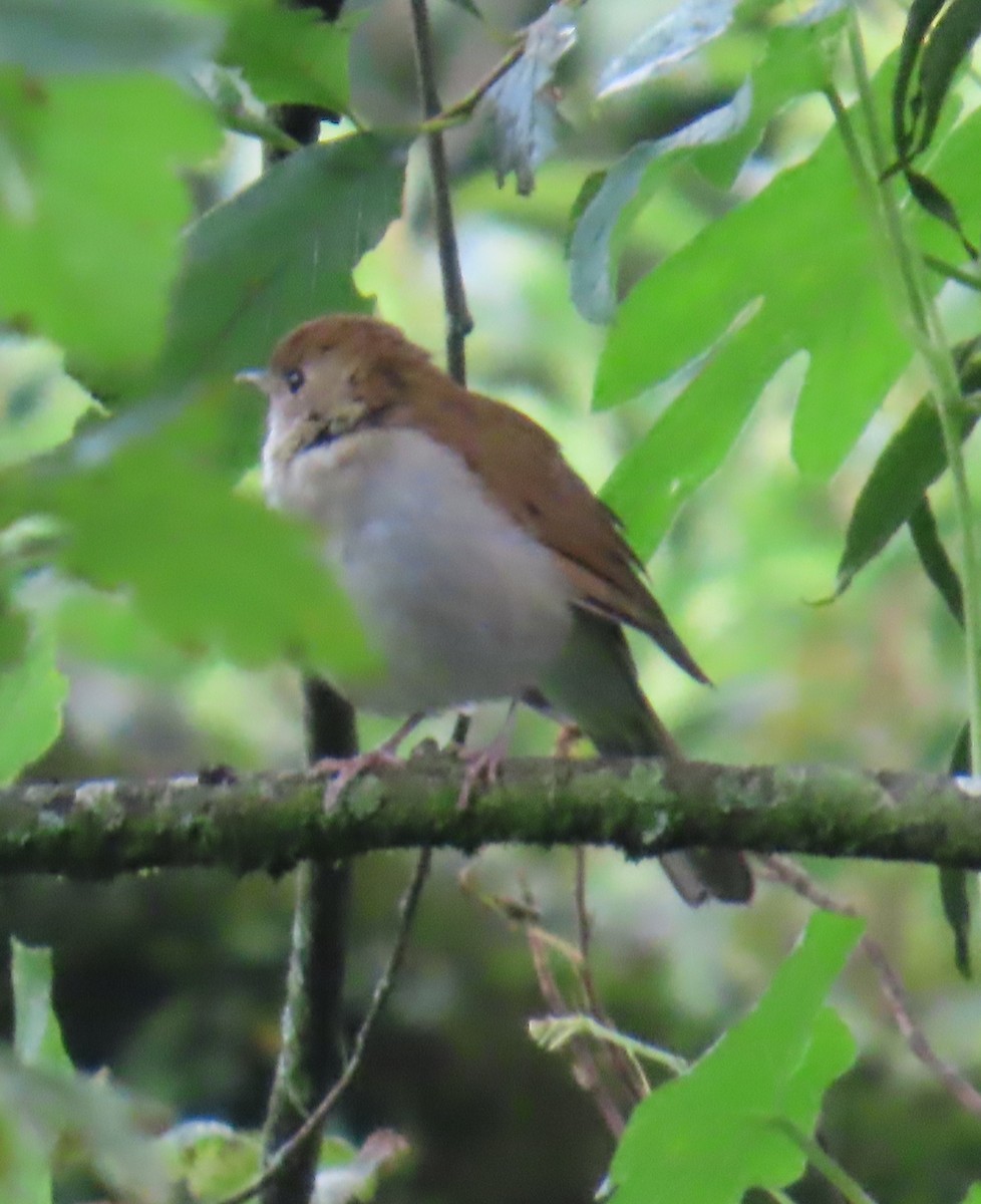 Russet Nightingale-Thrush - ML642452296
