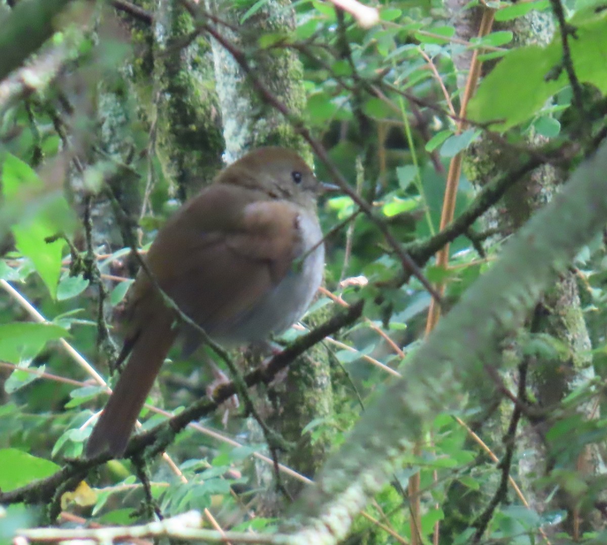 Russet Nightingale-Thrush - ML642452297