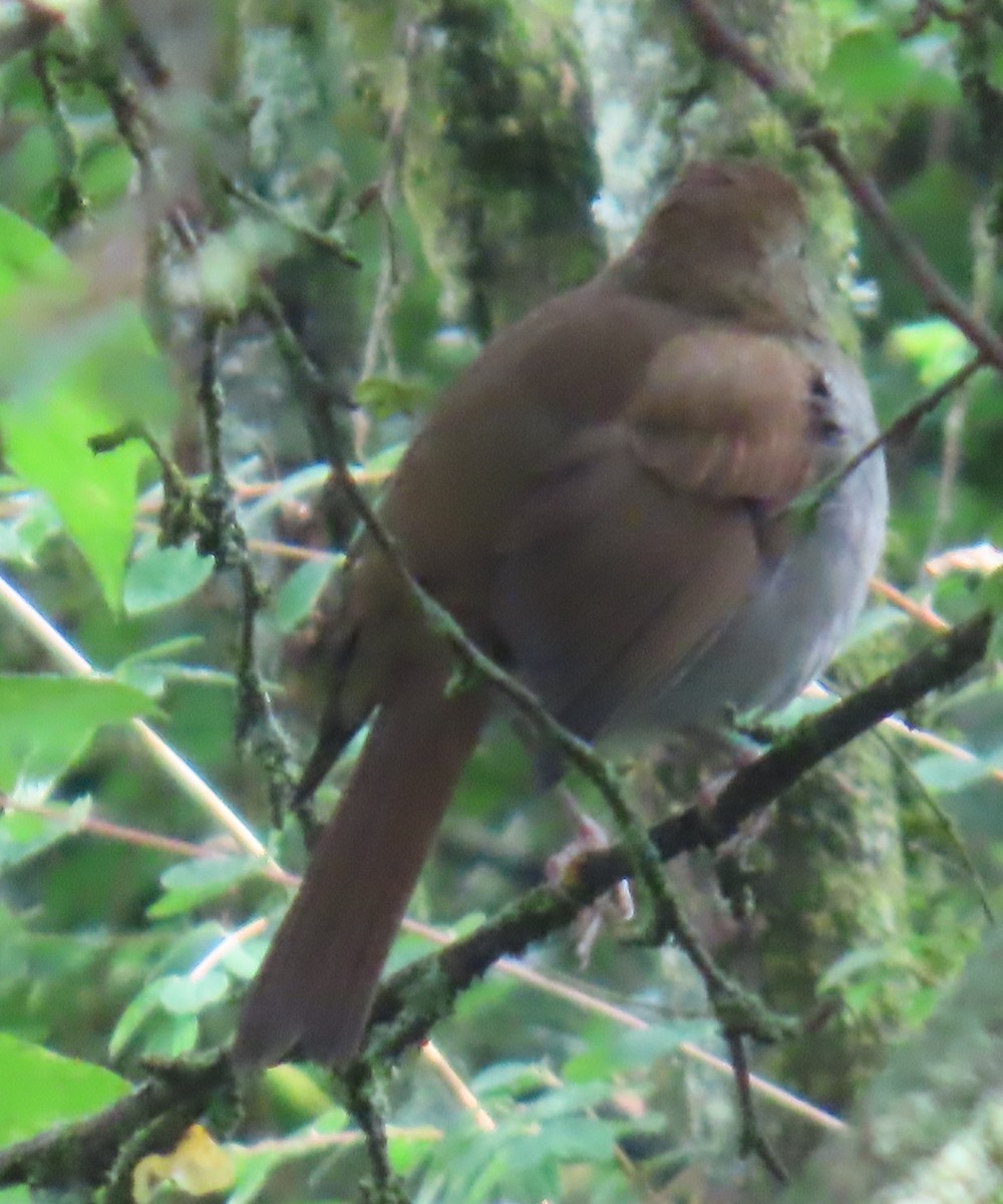 Russet Nightingale-Thrush - ML642452298