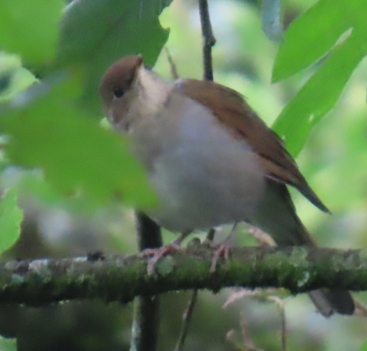 Russet Nightingale-Thrush - ML642452299