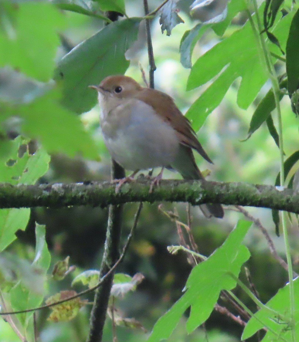 Russet Nightingale-Thrush - ML642452300