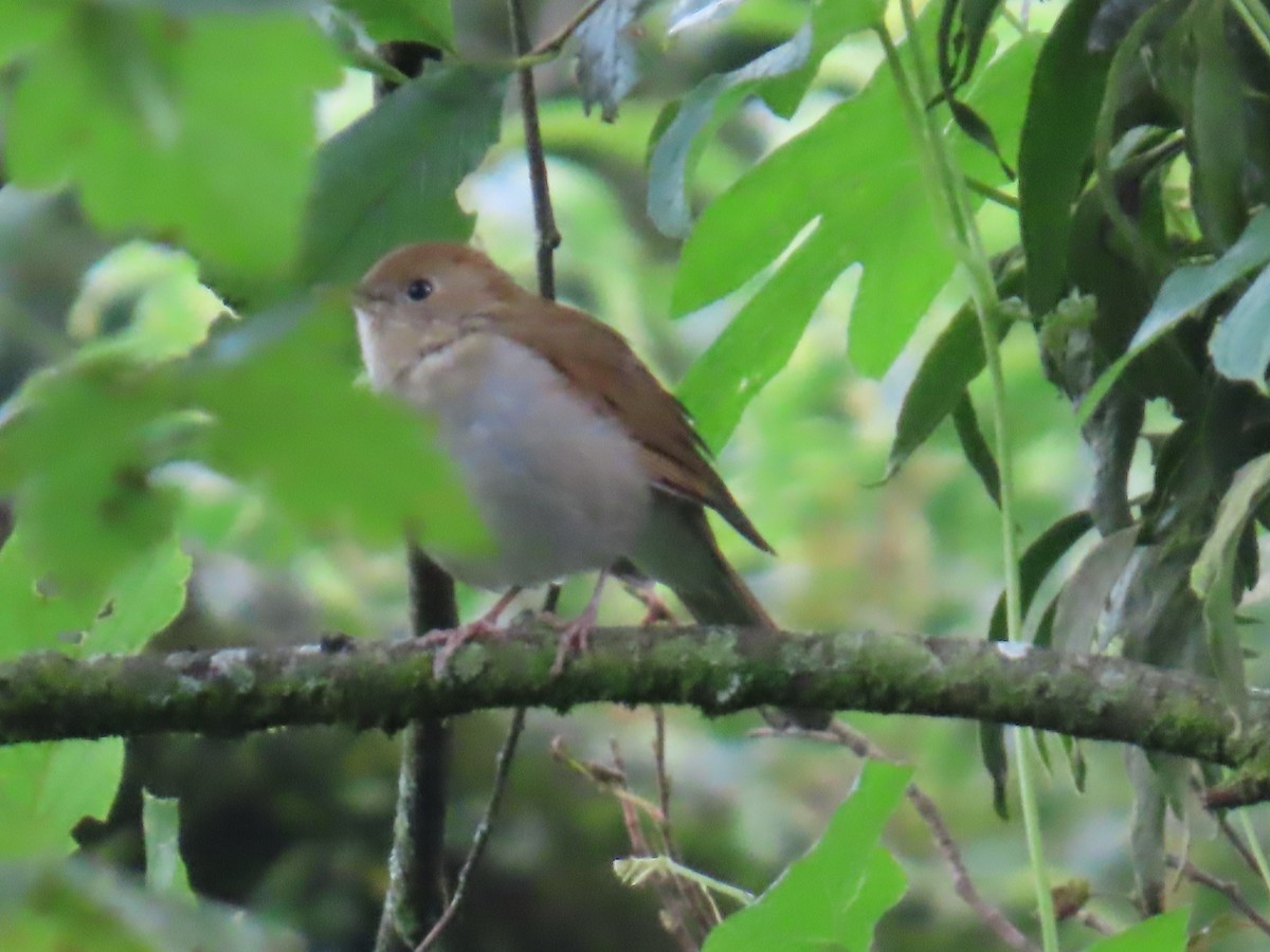 Russet Nightingale-Thrush - ML642452301