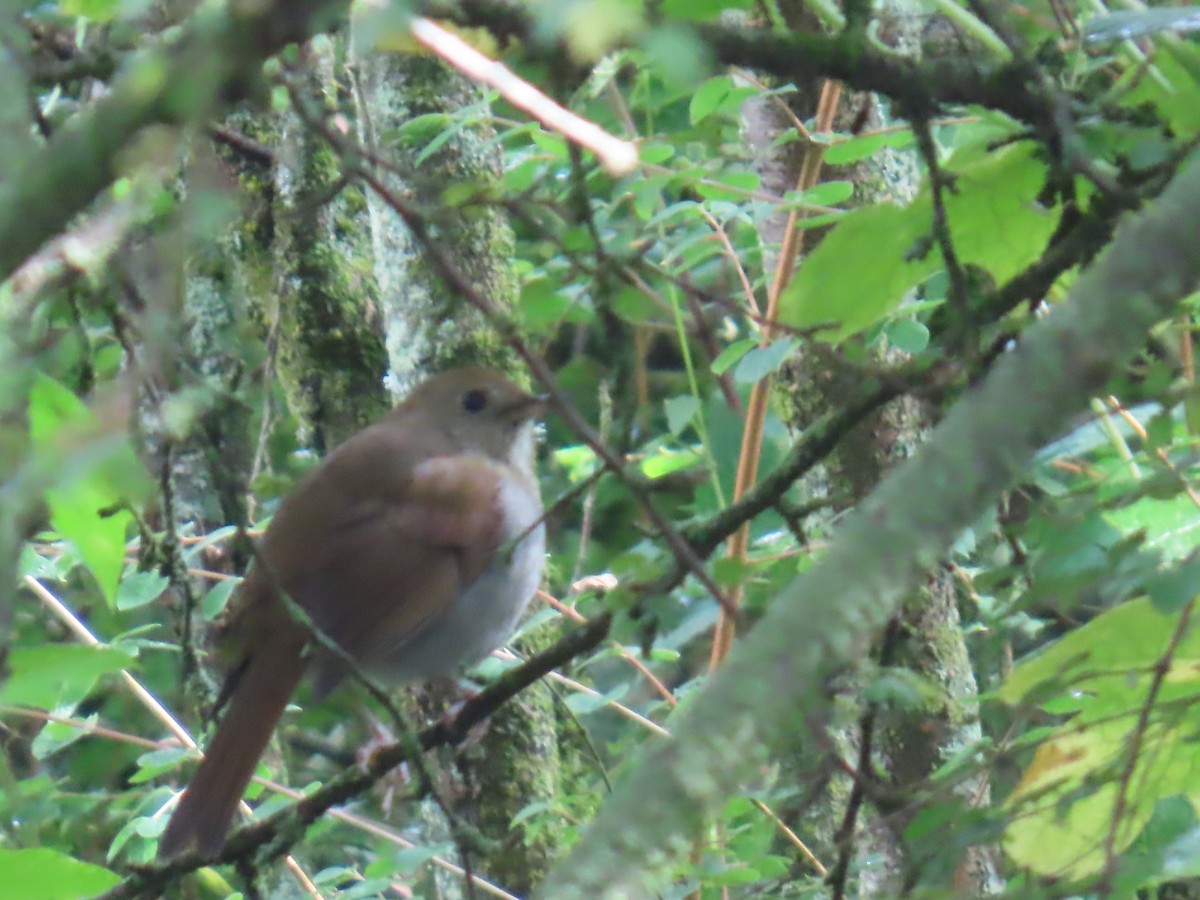 Russet Nightingale-Thrush - ML642452302