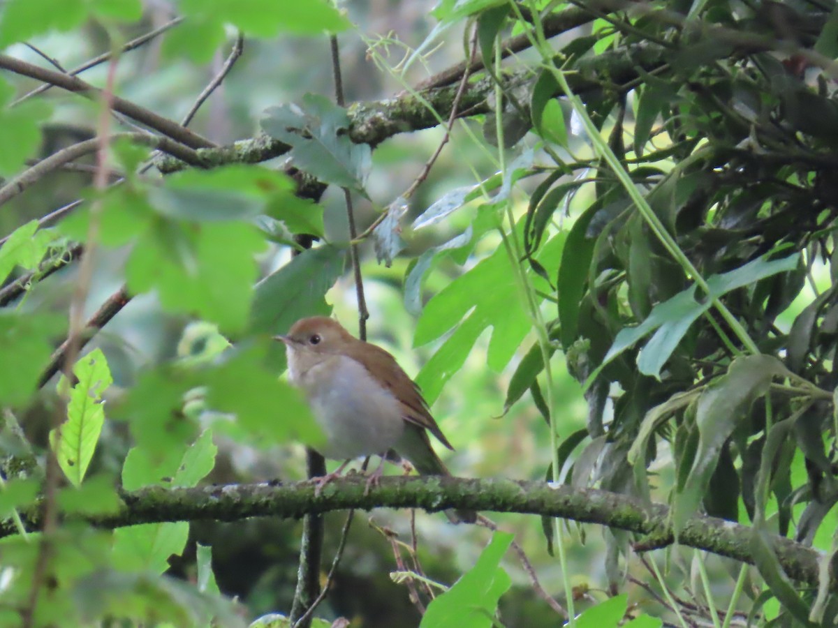 Russet Nightingale-Thrush - ML642452303