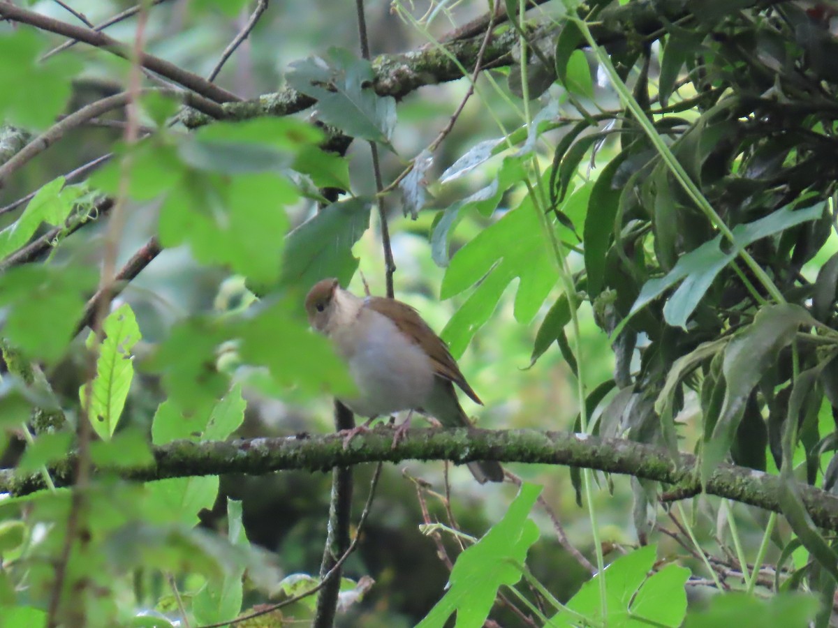 Russet Nightingale-Thrush - ML642452304