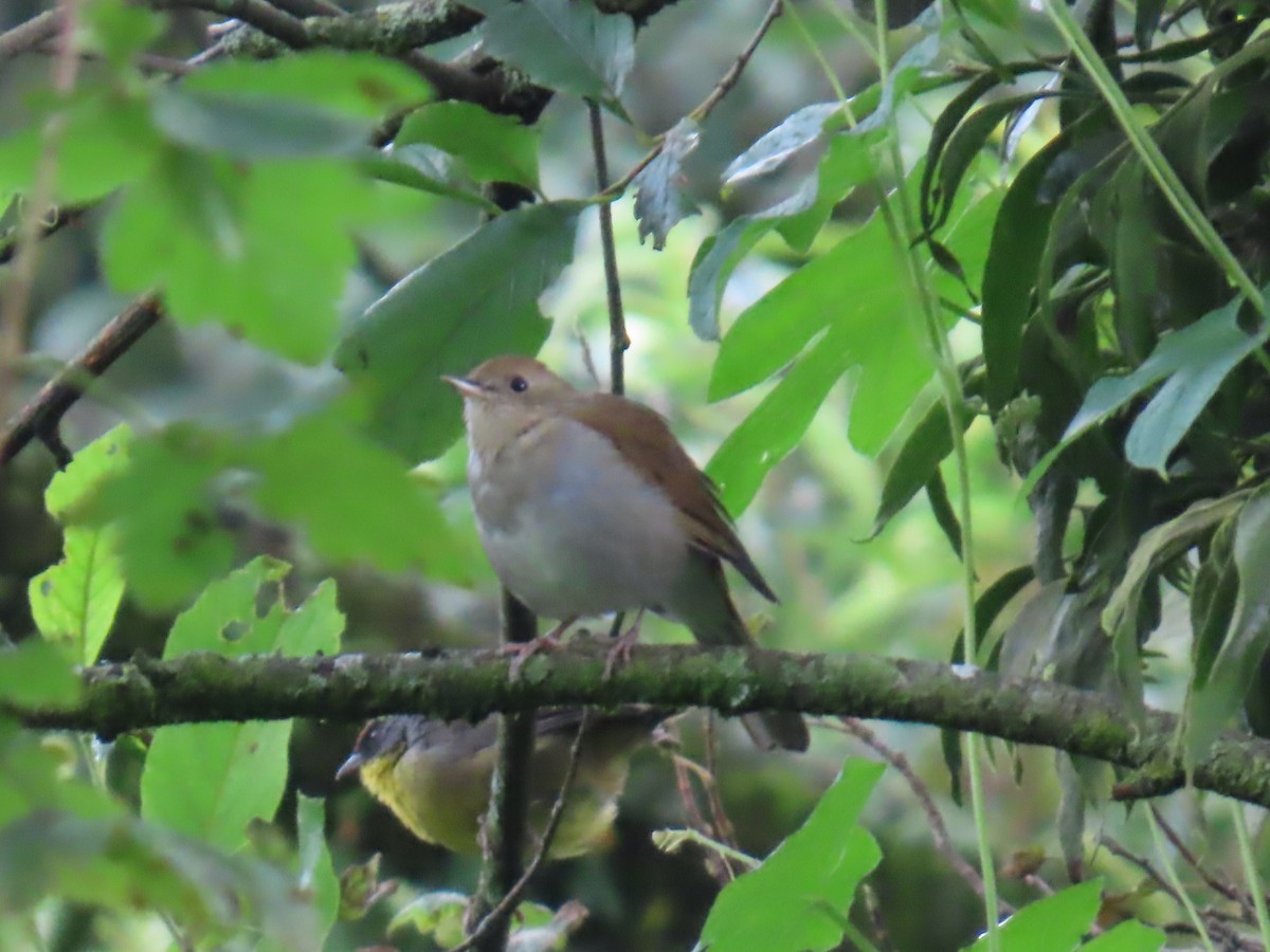 Russet Nightingale-Thrush - ML642452305