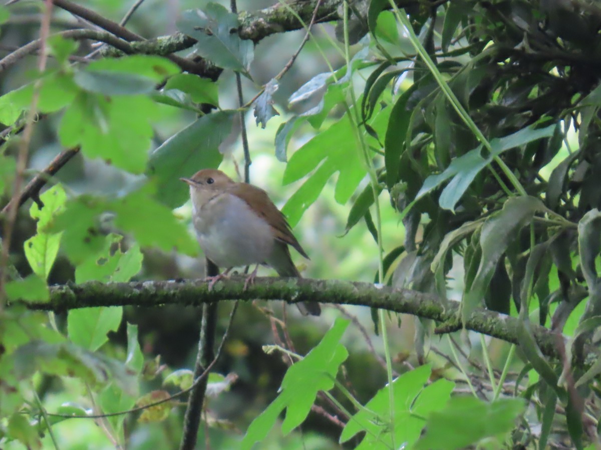 Russet Nightingale-Thrush - ML642452306