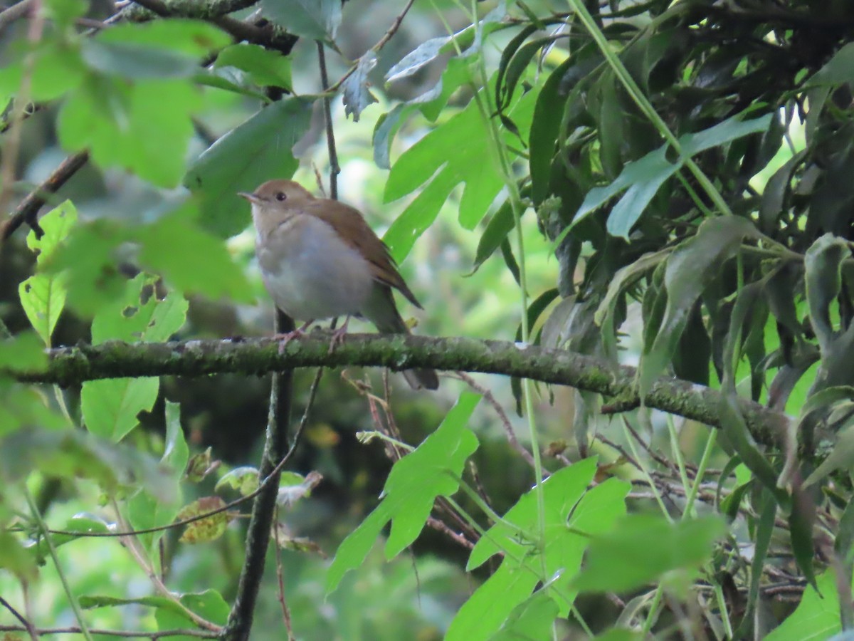 Russet Nightingale-Thrush - ML642452307