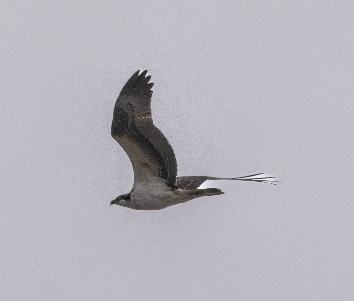 Águila Pescadora - ML642452346