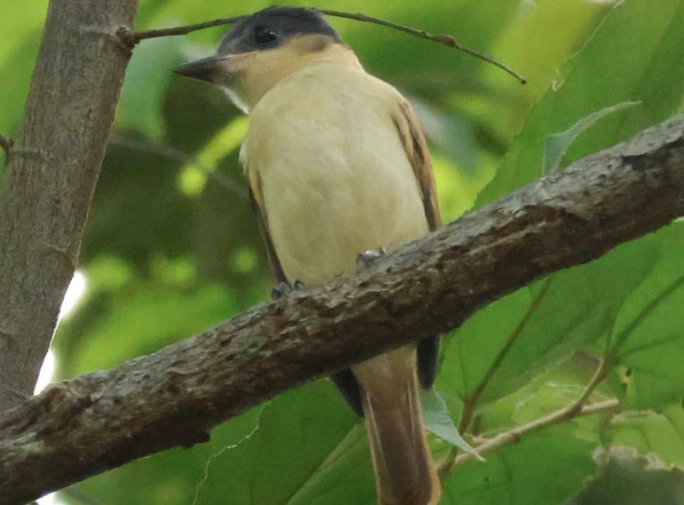 Rose-throated Becard - ML642452362