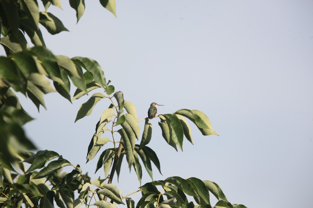 Colibri à gorge rubis - ML642452368
