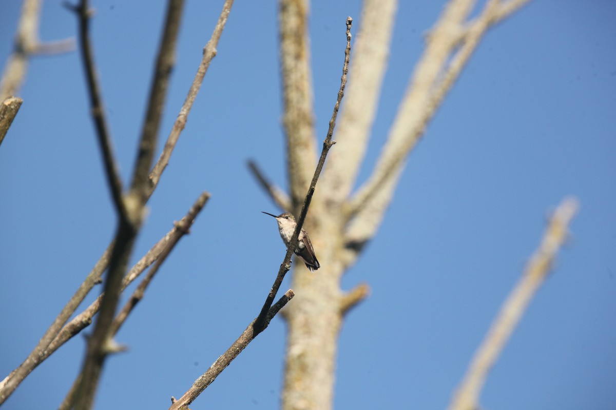 Colibri à gorge rubis - ML642452369