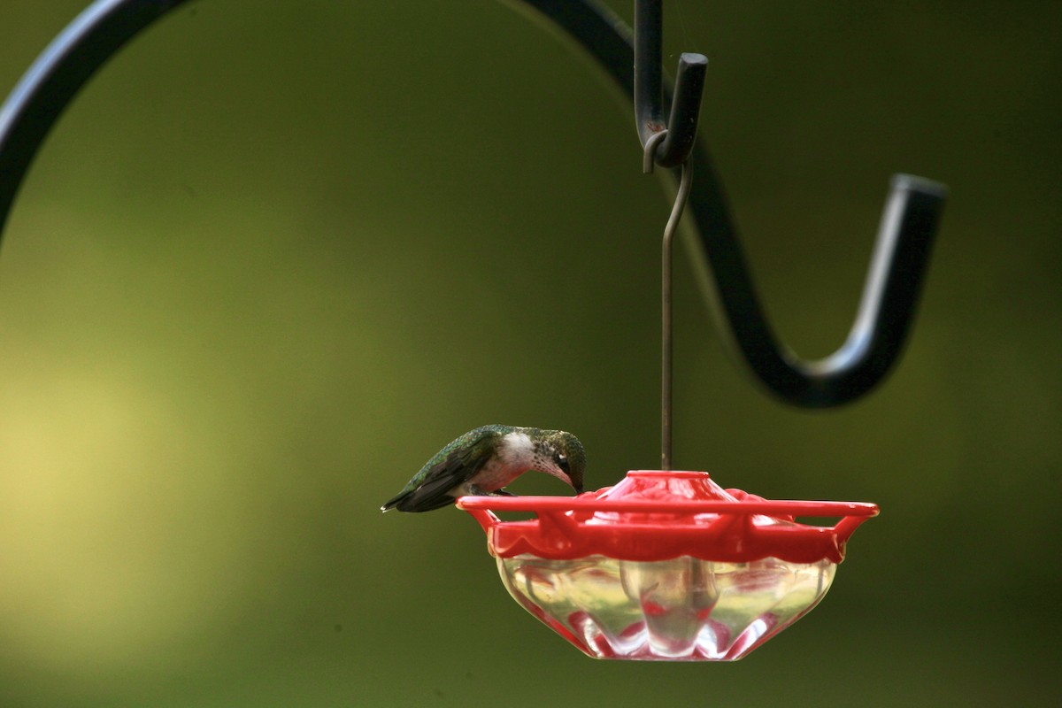 Colibri à gorge rubis - ML642452372