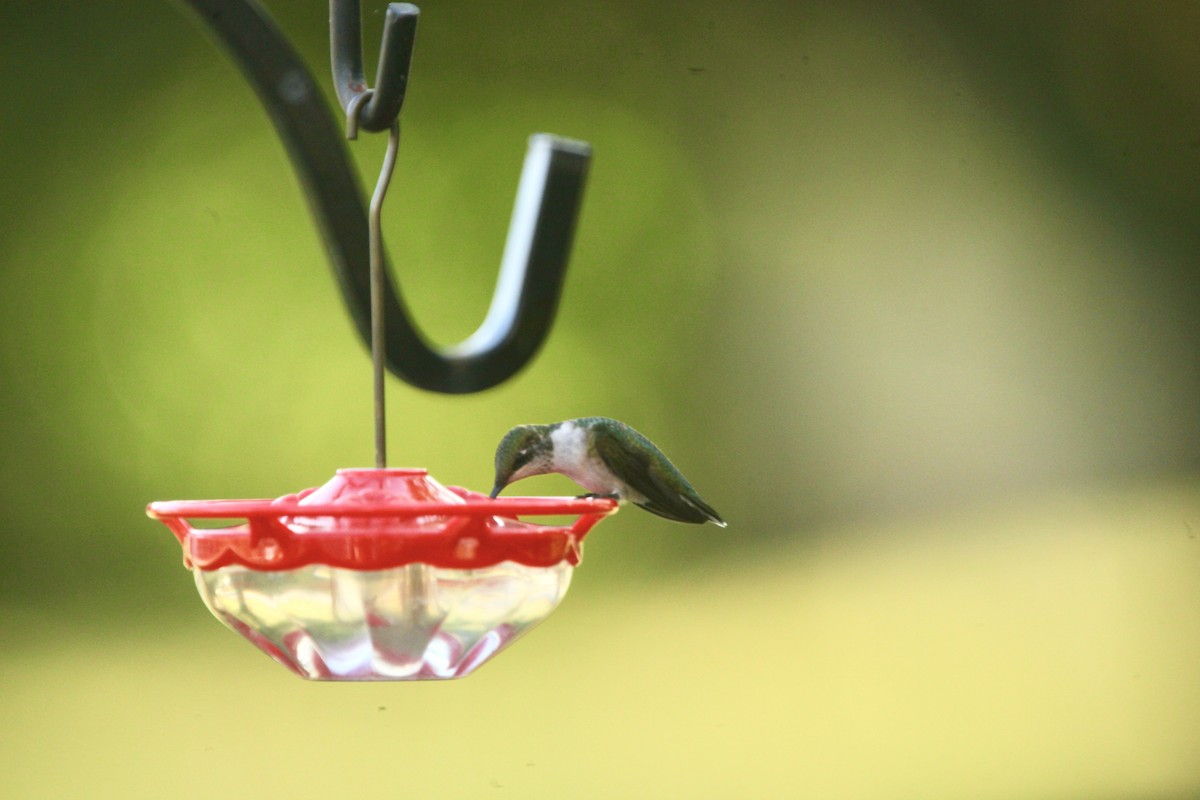 Colibri à gorge rubis - ML642452373