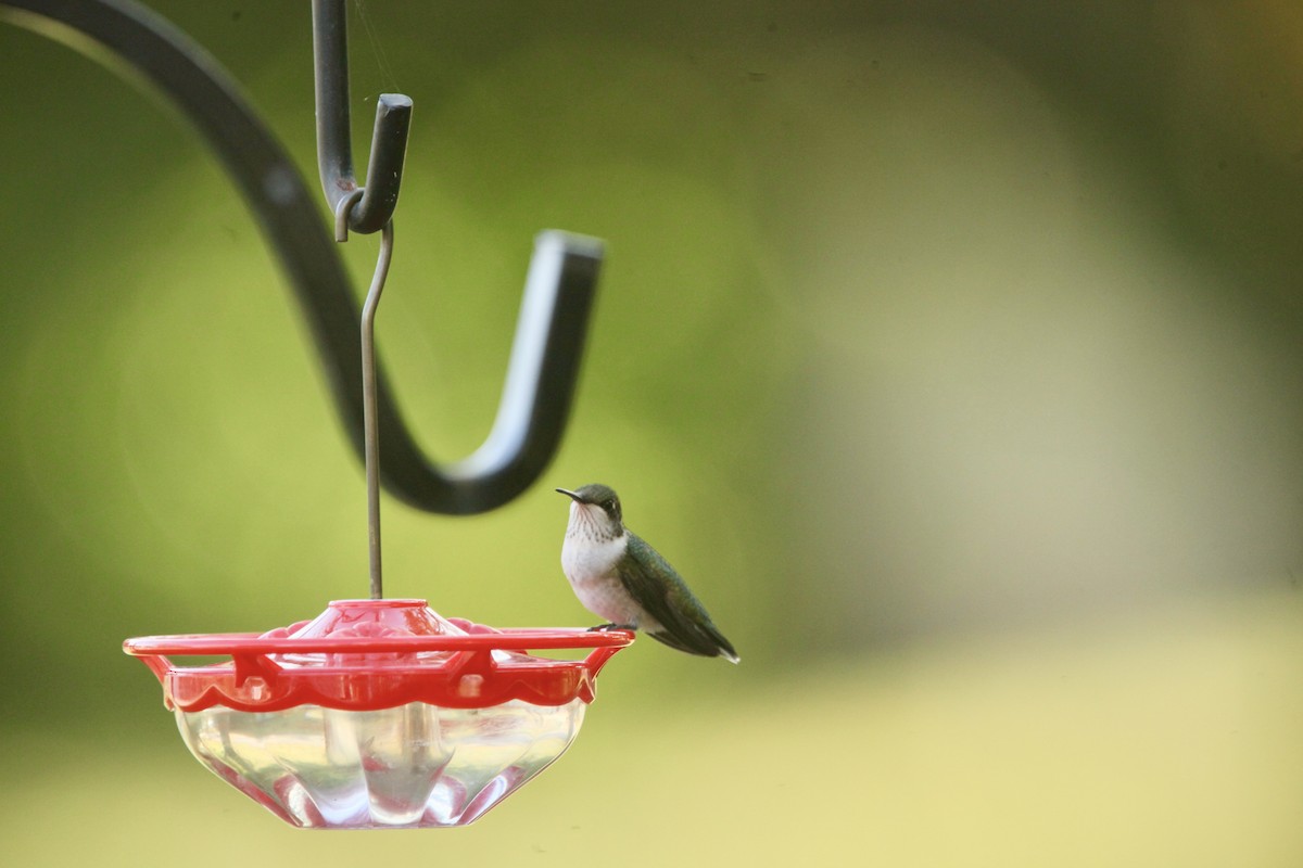Colibri à gorge rubis - ML642452374