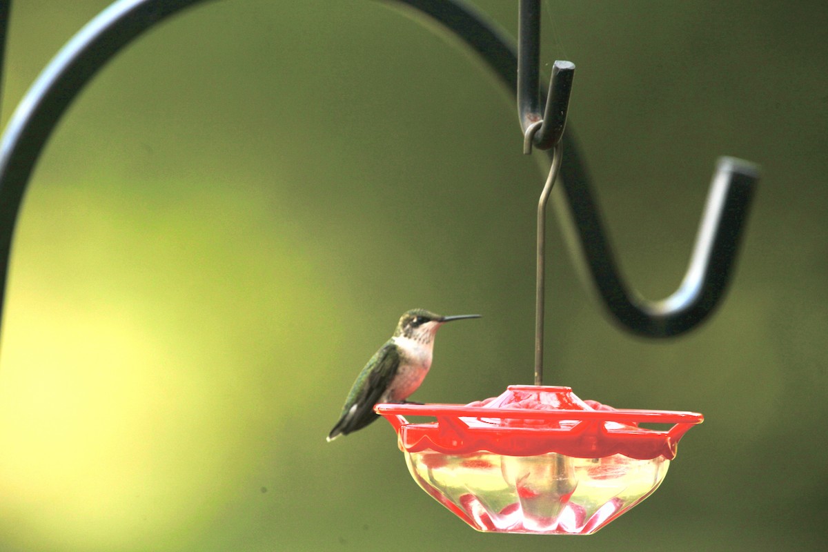 Colibri à gorge rubis - ML642452375