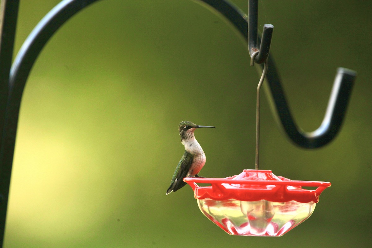 Colibri à gorge rubis - ML642452376