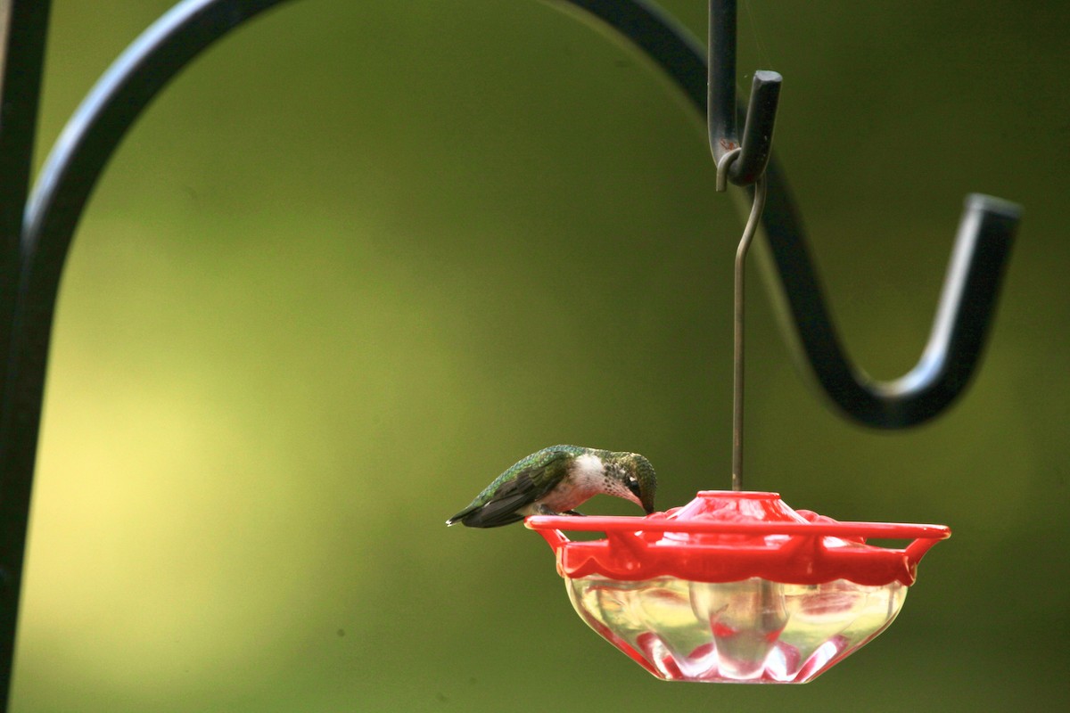 Colibri à gorge rubis - ML642452377