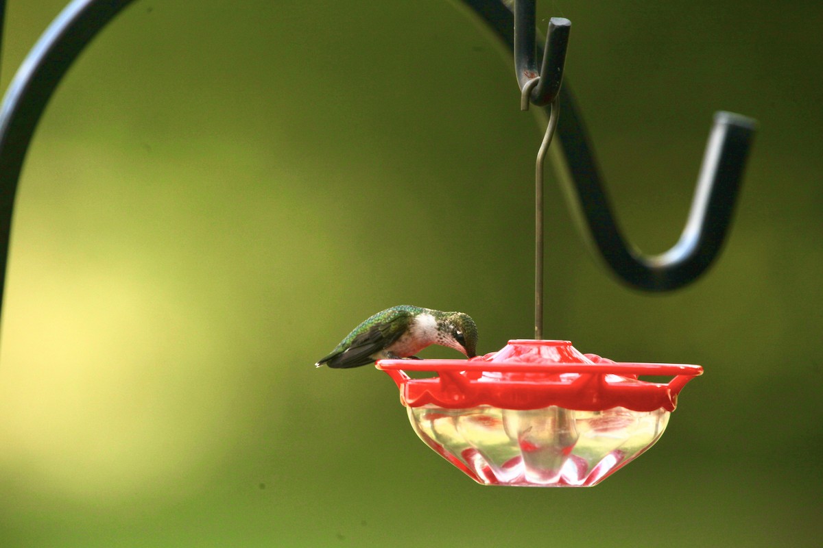Colibri à gorge rubis - ML642452378