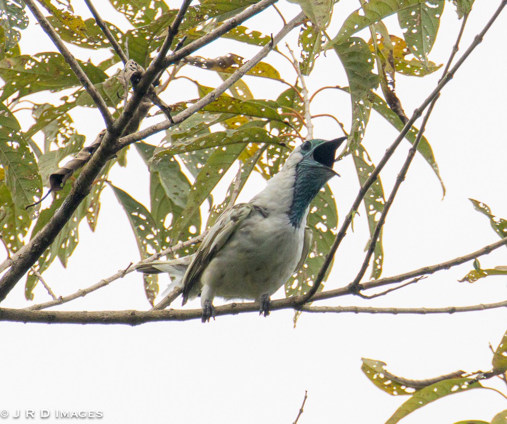 Bare-throated Bellbird - ML642452396