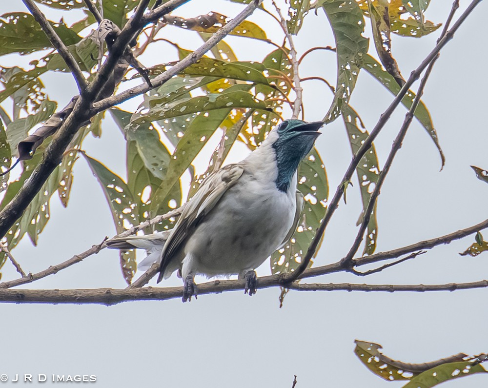 Bare-throated Bellbird - ML642452398