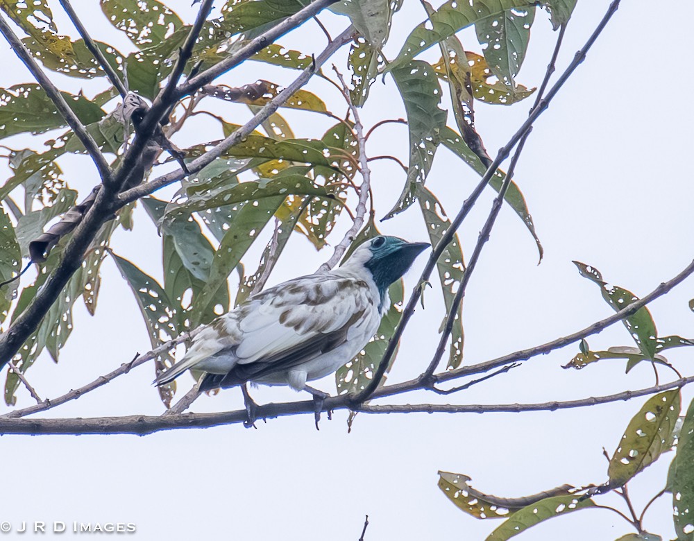 Bare-throated Bellbird - ML642452399