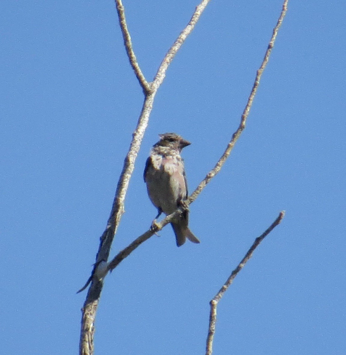 Cassin's Finch - ML64245241