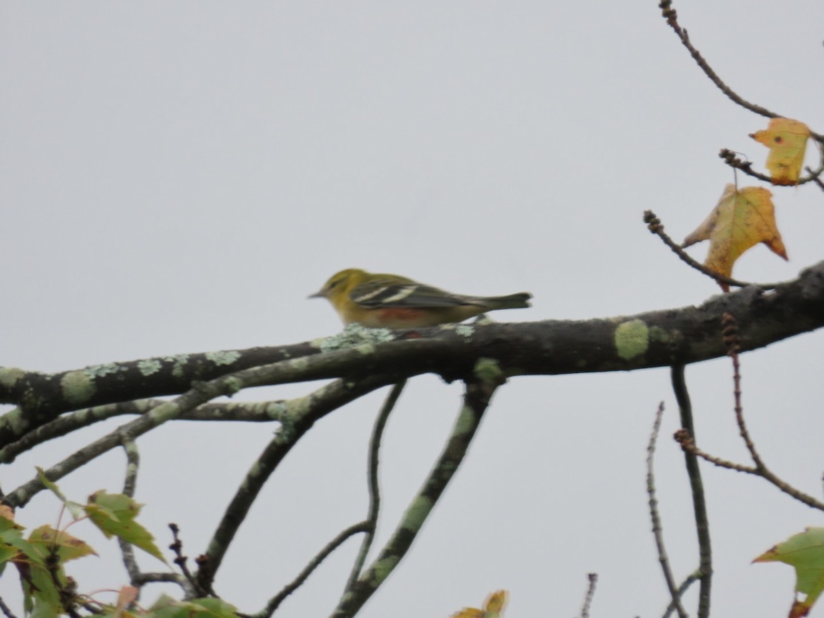 Bay-breasted Warbler - ML642452413