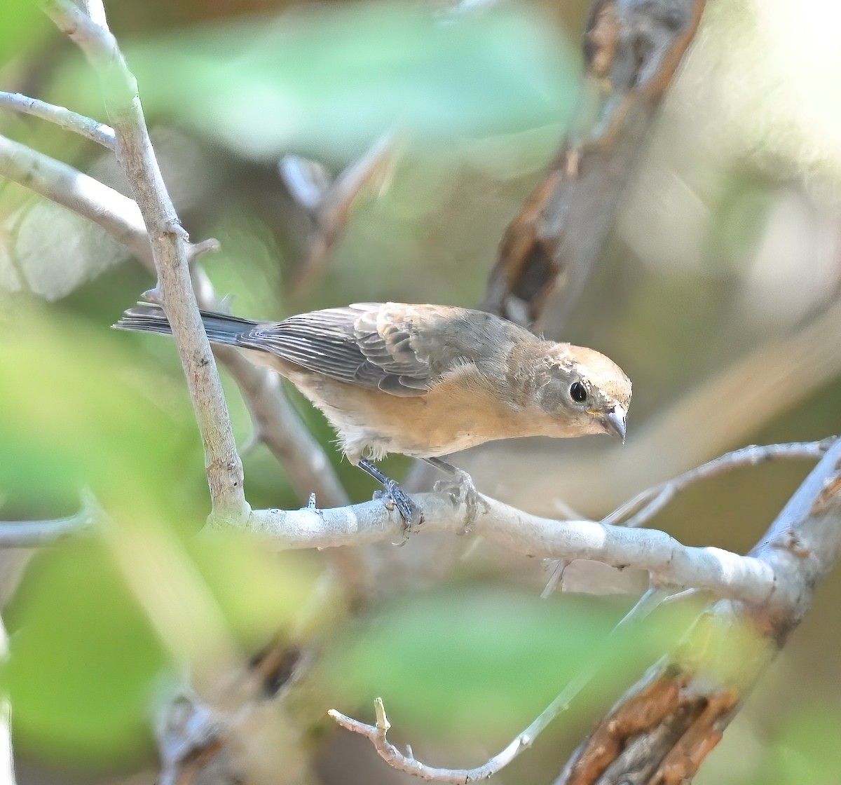 Varied Bunting - ML642452430