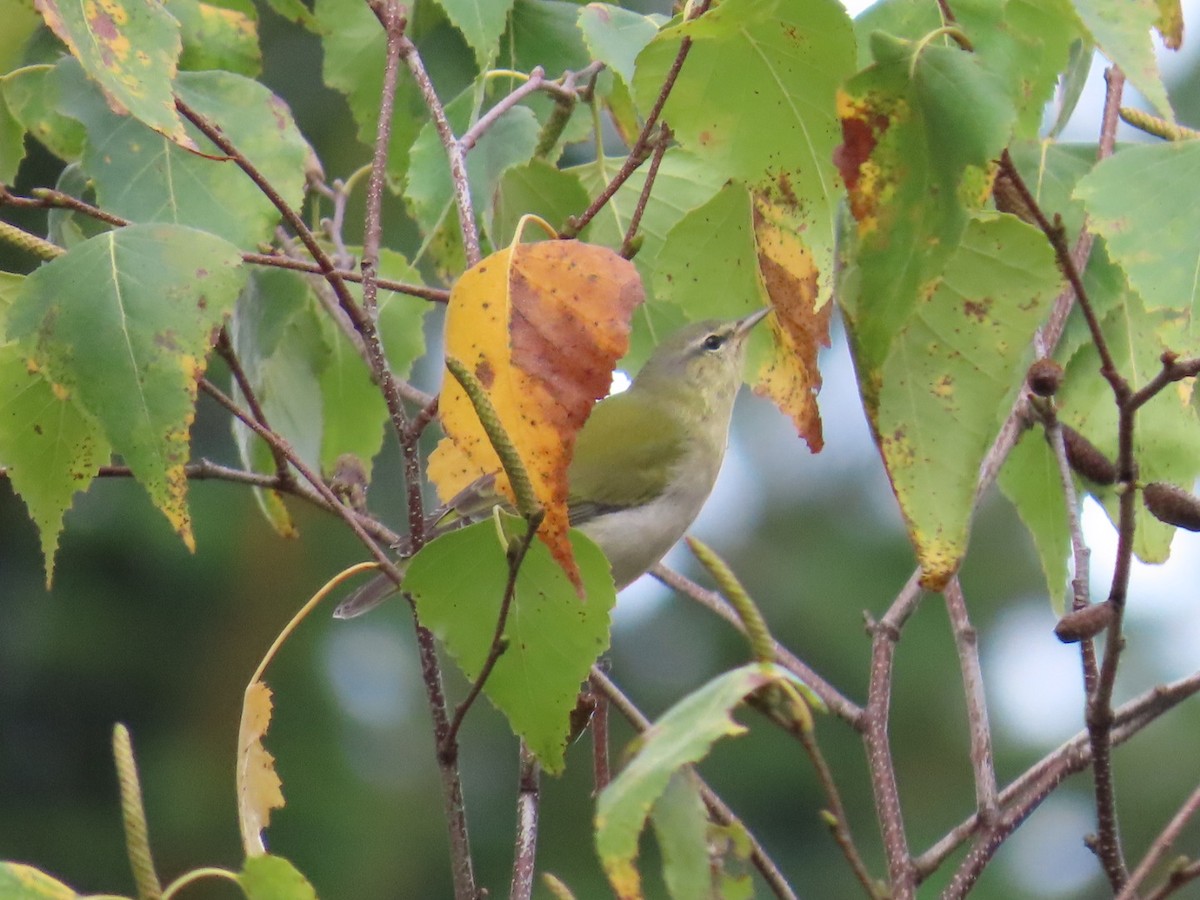 Tennessee Warbler - ML642452435