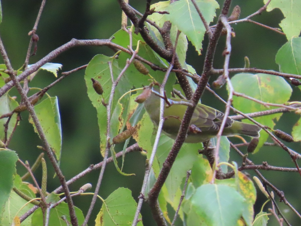Tennessee Warbler - ML642452436