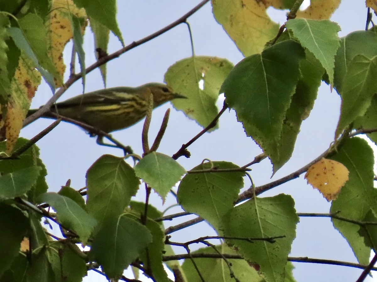 Cape May Warbler - ML642452437