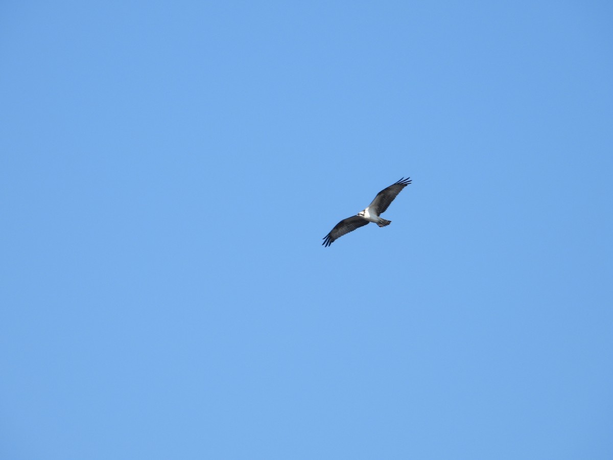 Águila Pescadora - ML642452449