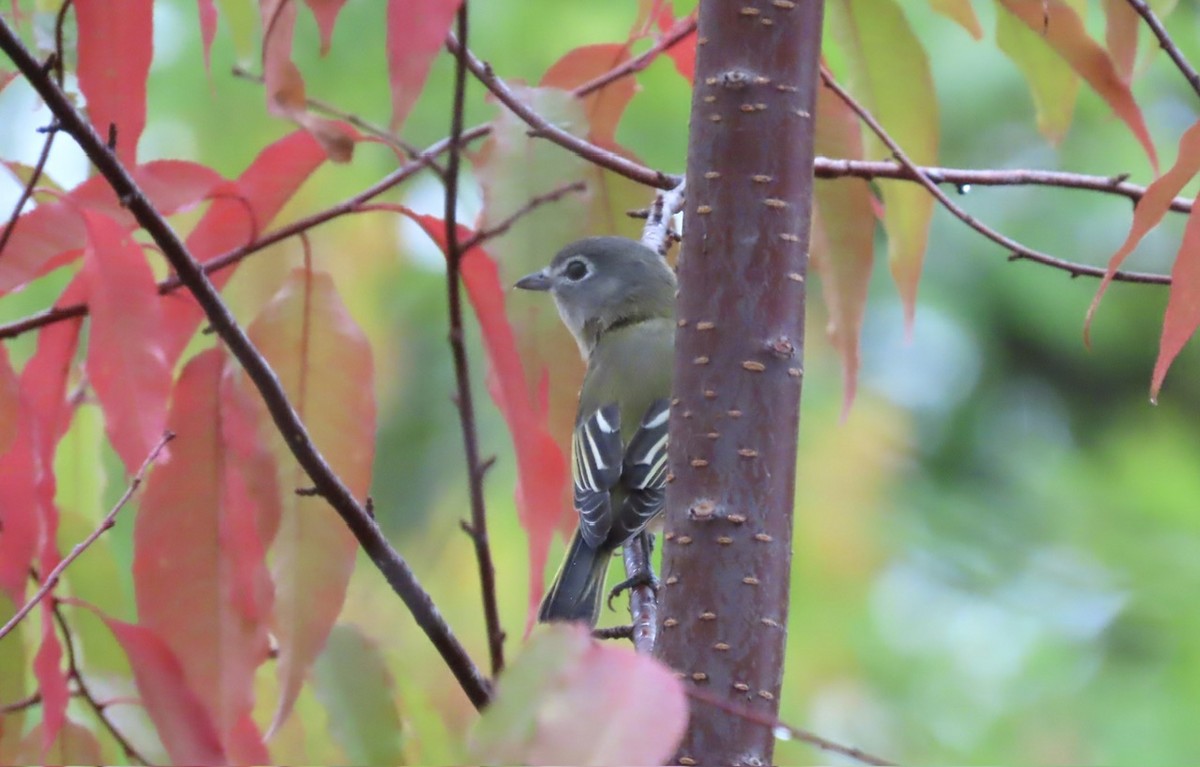 Blue-headed Vireo - ML642452452