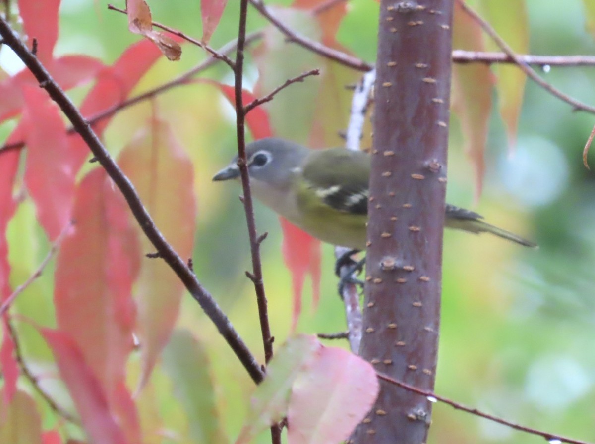 Blue-headed Vireo - ML642452453