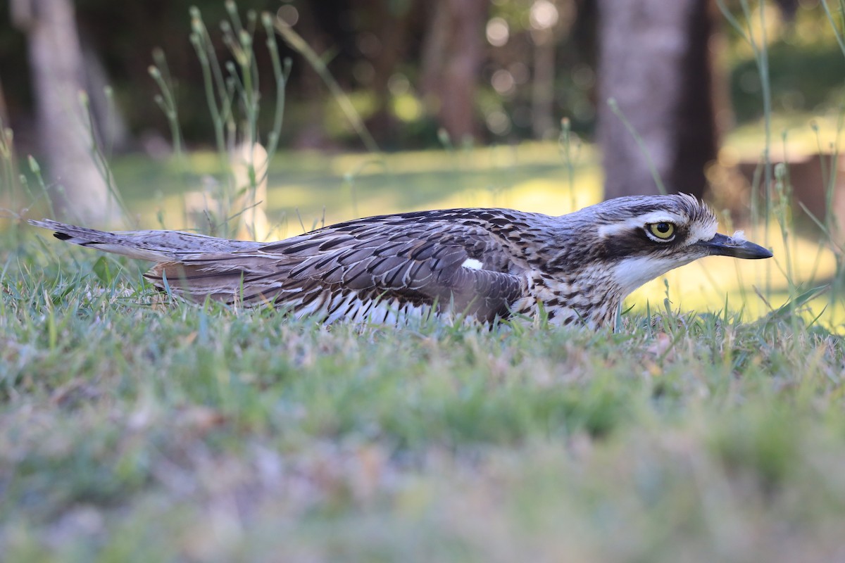 Bush Thick-knee - ML642452456